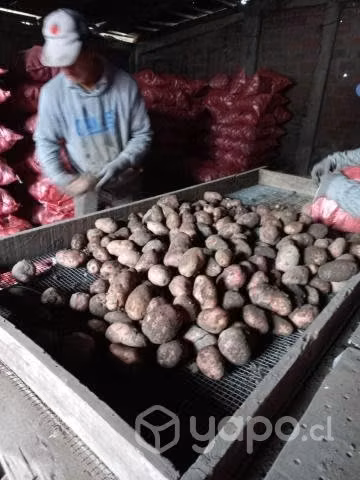 Papas nuevas por sacos