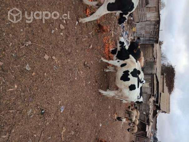 Vacas lecheras - Imagen 3