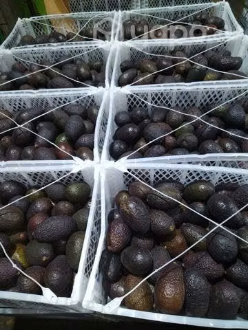 Palta-tomates