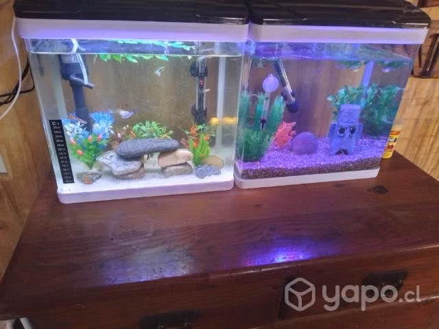 2 peceras equipadas