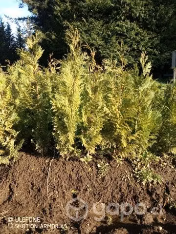 Plantas cipres lowson