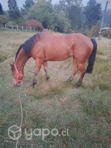 Caballo