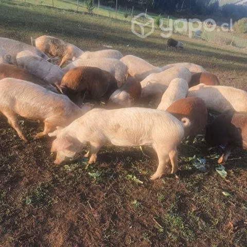 Chanchitos disponibles lote - Imagen 2