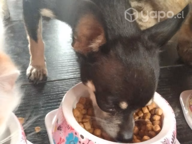 Chihuahua hembra