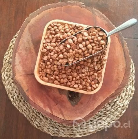 Avellana Chilena Tostada