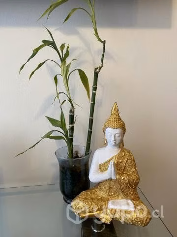 Feng Shui decora tu hogar con la mejor energía