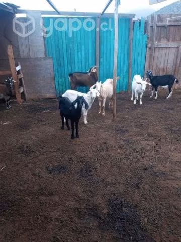 cabras preñadas