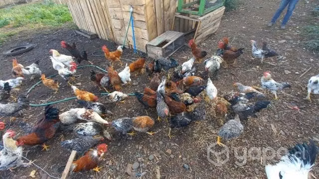 Pollos cazueleros