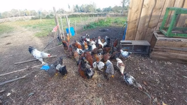 Pollos cazueleros
