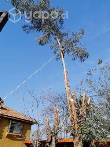 Poda y Tala de Árboles Peligrosos