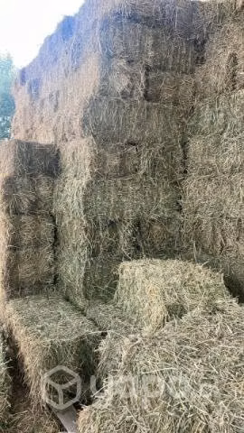 Fardos de Alfalfa