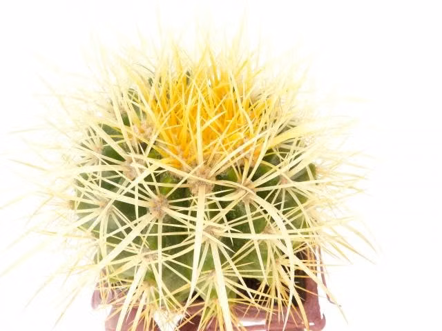 Cactus asiento de la suegra Echinocactus Grusonii