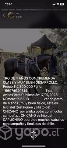 Potrito regalón - Imagen 4