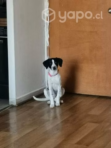 Se regala perrita - Imagen 2