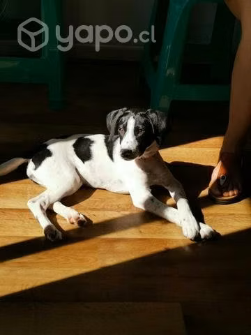 Se regala perrita - Imagen 4
