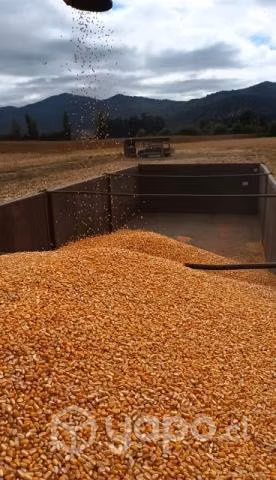 Maíz en sacos de 25 kilos