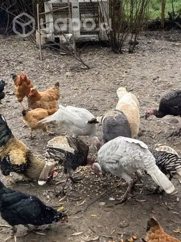 pavos domésticos