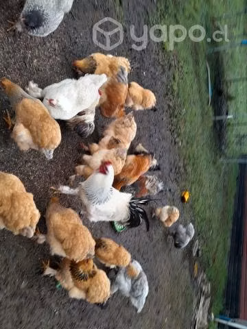 Pollos y pallas brama