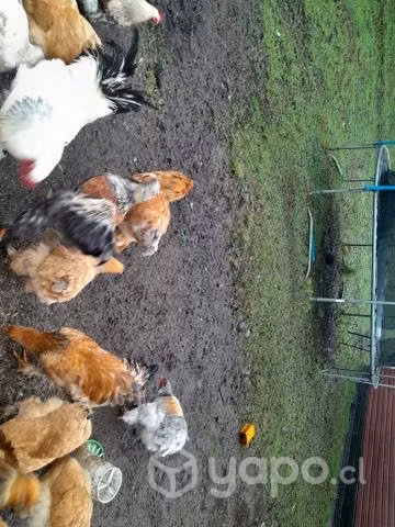 Pollos y pallas brama