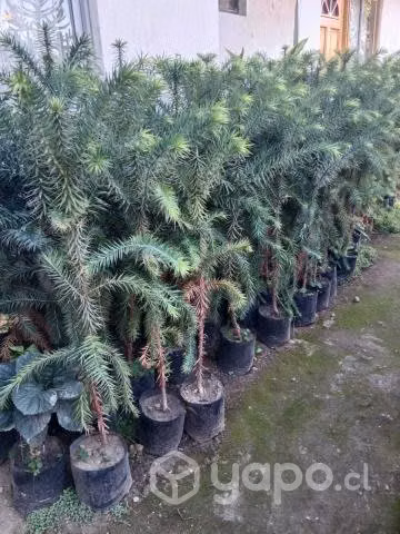 Plantas de araucarias