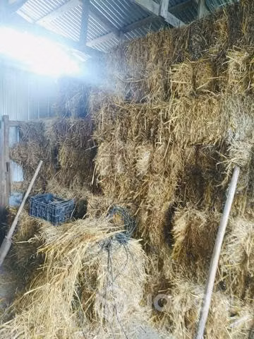 Fardos de avena con grano de este año - Imagen 2