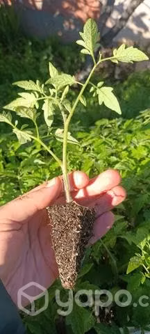 Planta de tomate
