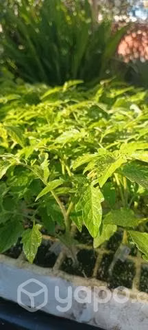 Planta de tomate