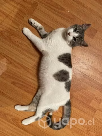 Adopta un gatito
