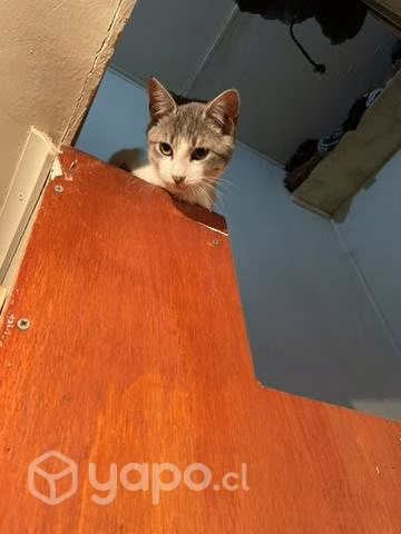 Adopta un gatito - Imagen 3