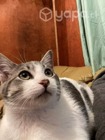 Adopta un gatito - Imagen 2