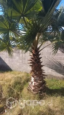 Palmera 14 años - Imagen 4