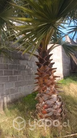 Palmera 14 años