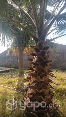 Palmera 14 años - Imagen 3