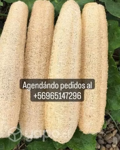 Luffa