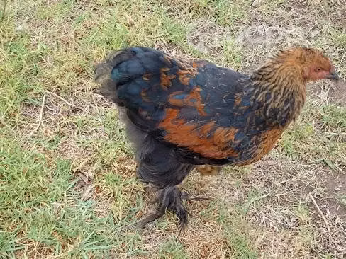 Pollos Brahma - Imagen 2