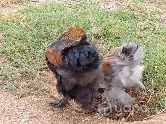 Pollos Brahma - Imagen 4