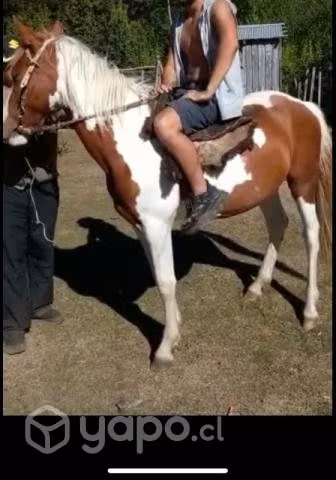 Caballo tobiano