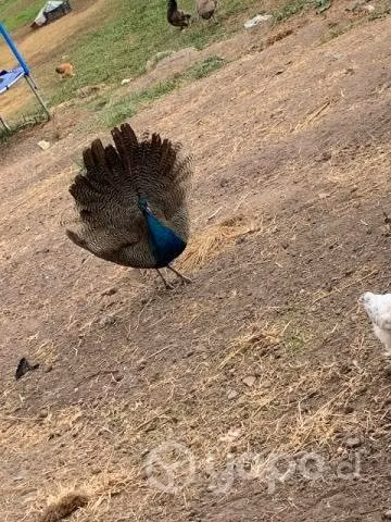 Pavos Reales