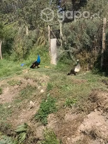 Pavos Reales