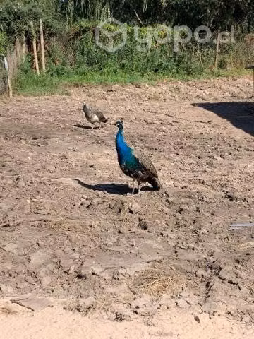 Pavos Reales