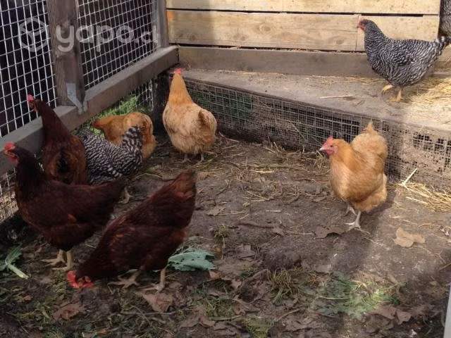 Gallinas