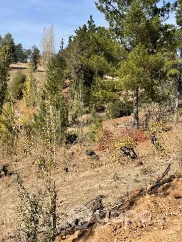 parcela en yumbel, sector Las Nieves