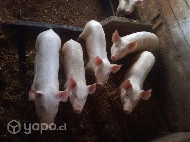 Lechones faeandos
