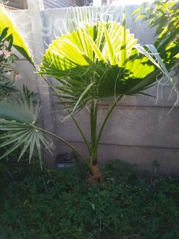 Palmera abanico