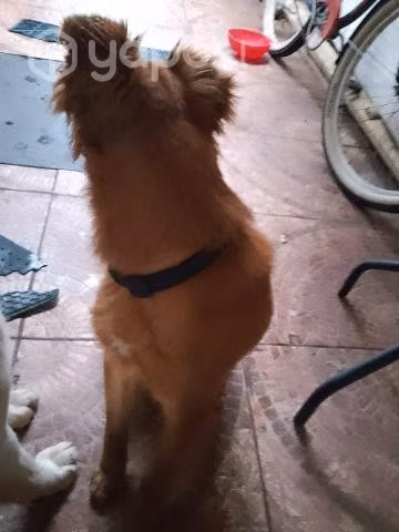 Perrita esterilizada