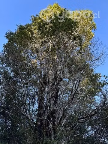 Terreno de 5000 m2 en Quellón