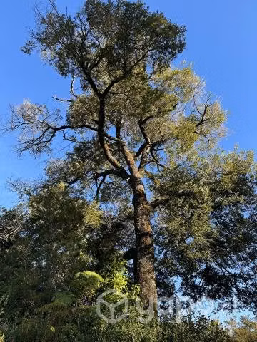 Terreno de 5000 m2 en Quellón