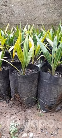 Palmera Washingtonia