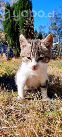 Se regalan gatitas - Imagen 2