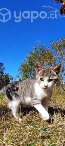 Se regalan gatitas - Imagen 4